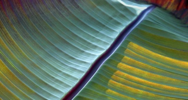 Detail of a banana leaf, Mainau Island, Germany