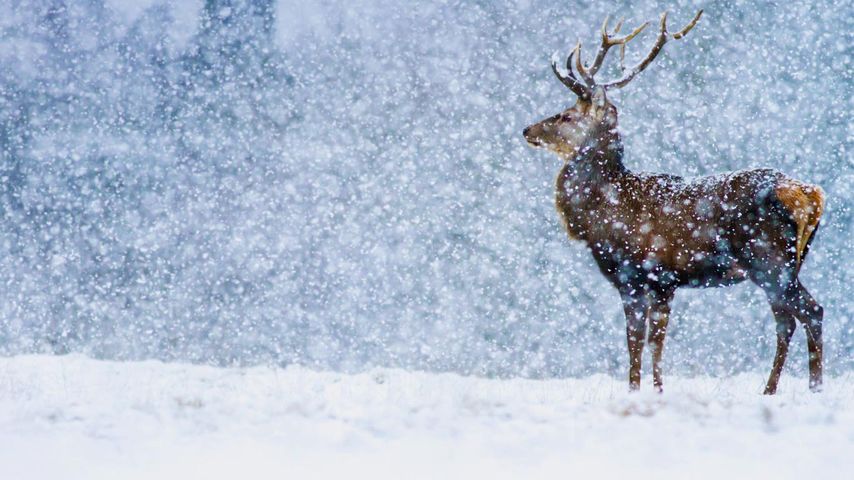 Red Deer (Cervus elaphus) stag in snowfall, Derbyshire, England, United Kingdom