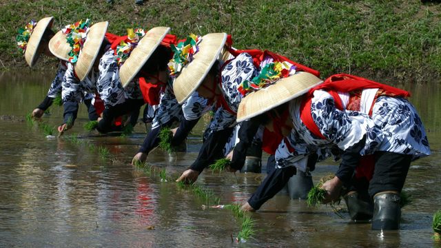 香取神宮の田植え祭, 千葉県 香取市
