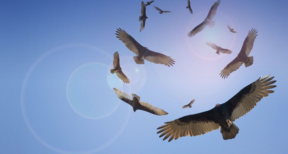Vultures circle overhead
