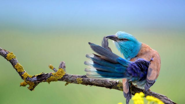 A European roller preening in Bulgaria