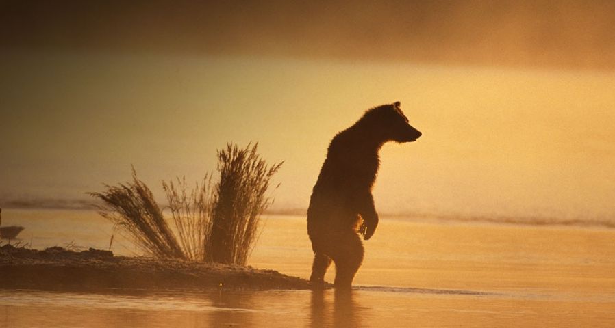 Adult brown bear - Alaska Stock Images/age fotostock ©