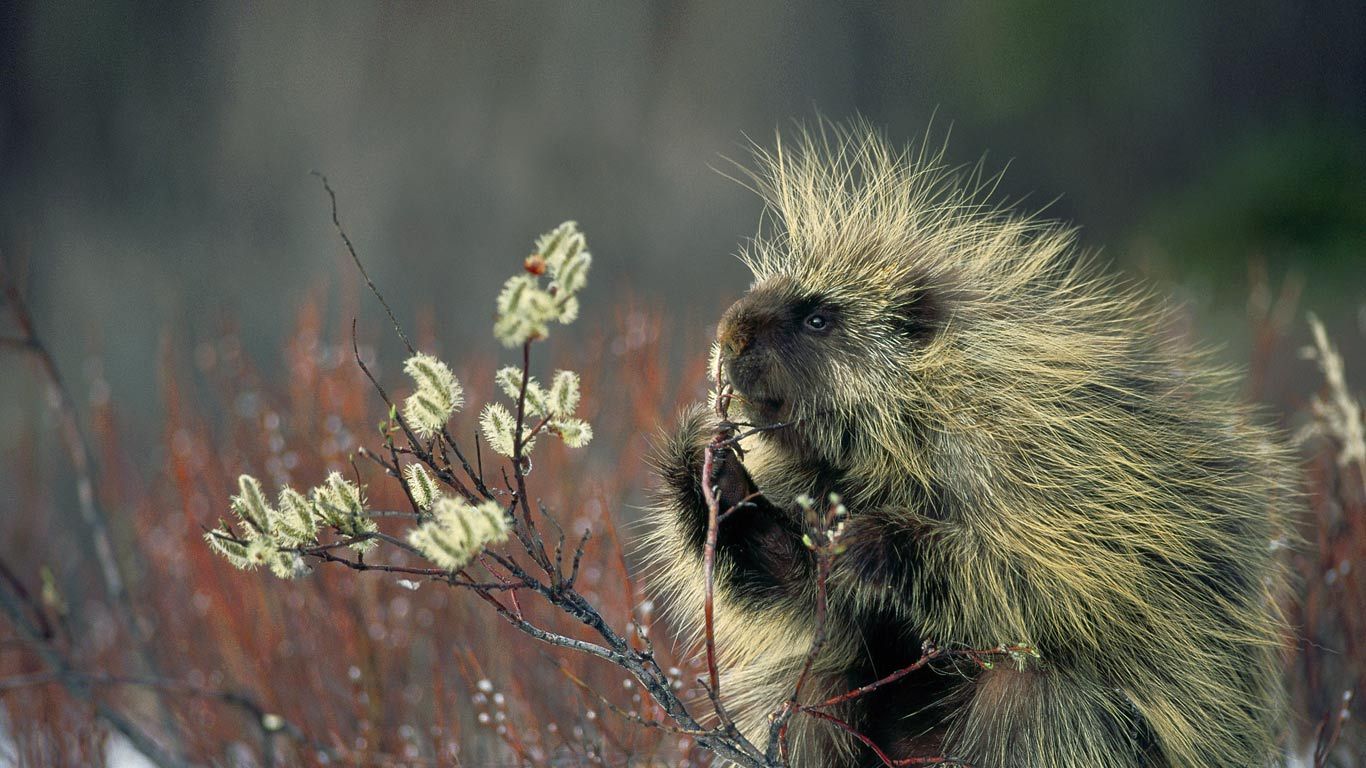 North American Porcupine Peapix   1244658863625318400 1080 