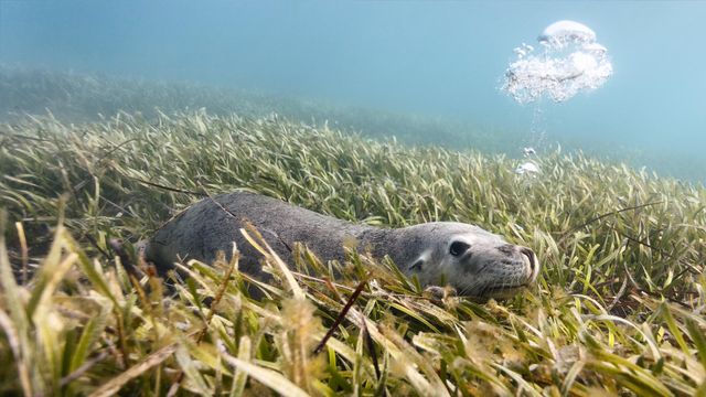 Australian sea lion (Neophoca cinerea) lying on a bed of sea grass in Carnac Island, Western Australia