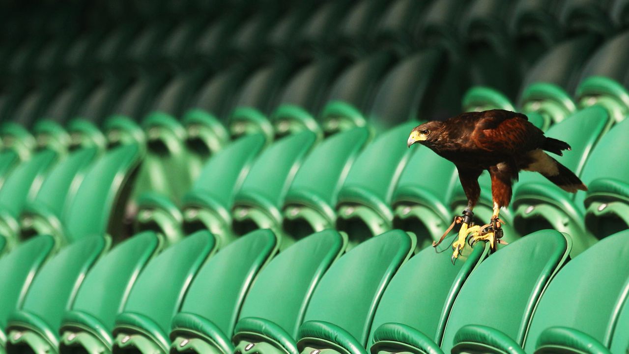 Rufus the Hawk keeps pigeons away on Centre Court at Wimbledon 