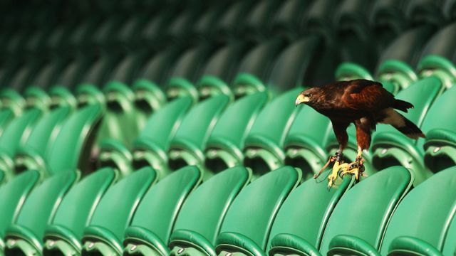 Rufus the Hawk keeps pigeons away on Centre Court at Wimbledon 