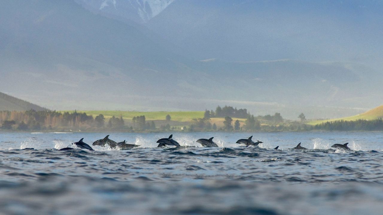A pod of dusky dolphins at Kaikoura, New Zealand 