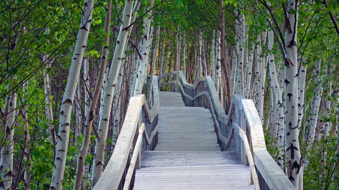 Raised boardwalk and white birch trees in Sackville Waterfowl Park, Sackville, New Brunswick, Canada
