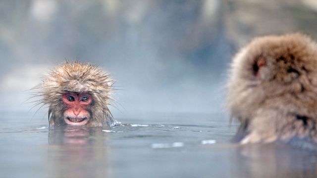 「温泉ザル」長野, 地獄谷野猿公苑