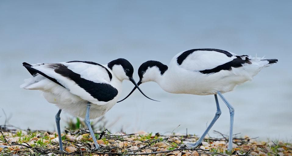 Säbelschnäbler in Texel, Holland