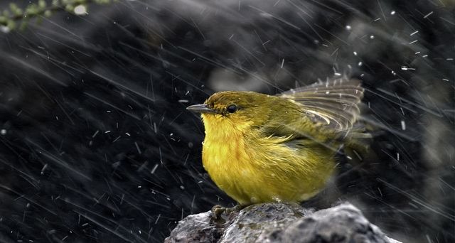 Paruline jaune