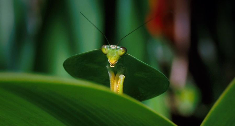 Green leaf mantis