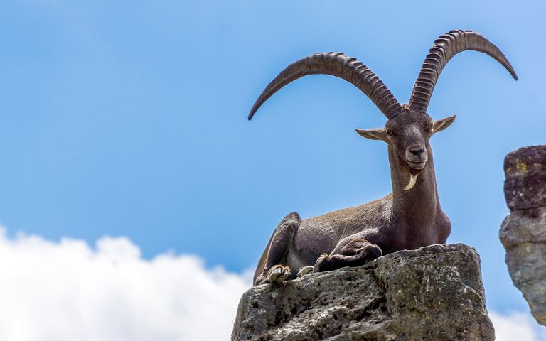 Antlers and Horns Theme for Windows 10