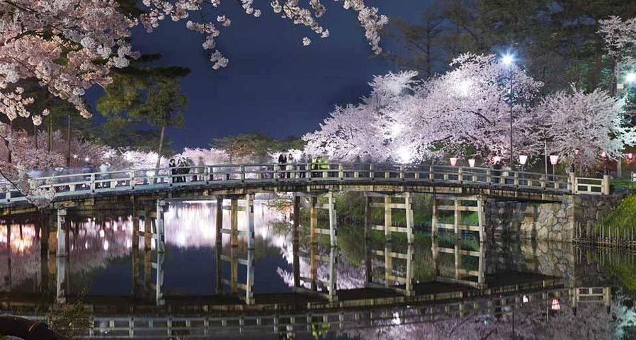 ｢極楽橋と桜｣新潟, 上越市