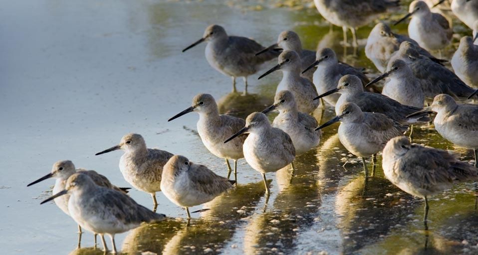 Eine Gruppe nordamerikanischer Schlammtreter im J. N. Ding Darling Naturschutzgebiet auf der Insel Sanibel, Florida