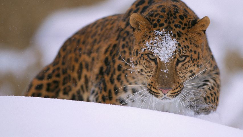 Ein seltener Amurleopard späht über eine verschneite Böschung