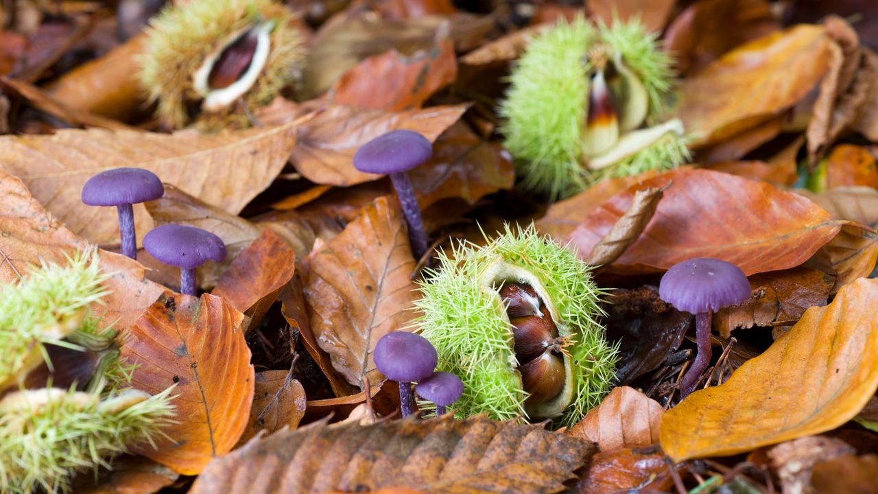 Edelkastanien und Violette Lacktrichterlinge in Norfolk, England, Großbritannien 