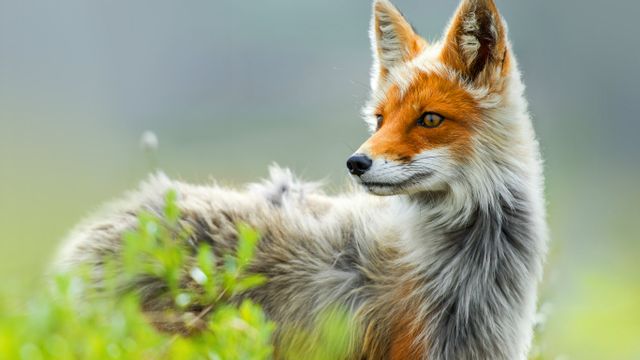 ｢冬毛に変わるアカギツネ｣ロシア, チュクチ
