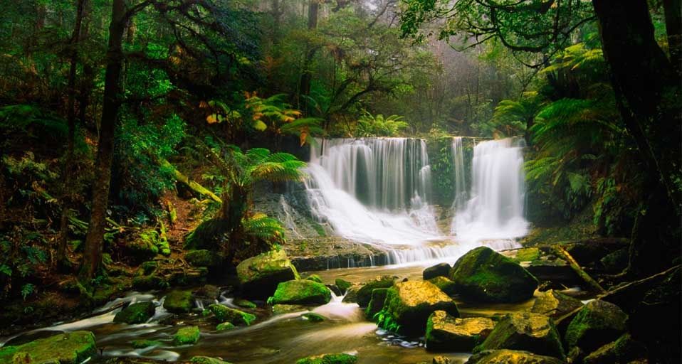 Horseshoe Falls surrounded by rainforest/in the Mount Field National Park