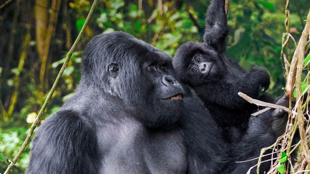 Adult male mountain gorilla and juvenile in Volcanoes National Park, Rwanda