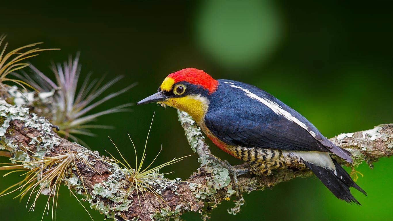 A yellow-fronted woodpecker in Brazil - Bing Gallery