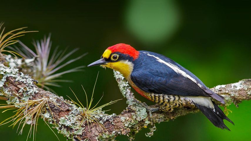 A yellow-fronted woodpecker in Brazil 