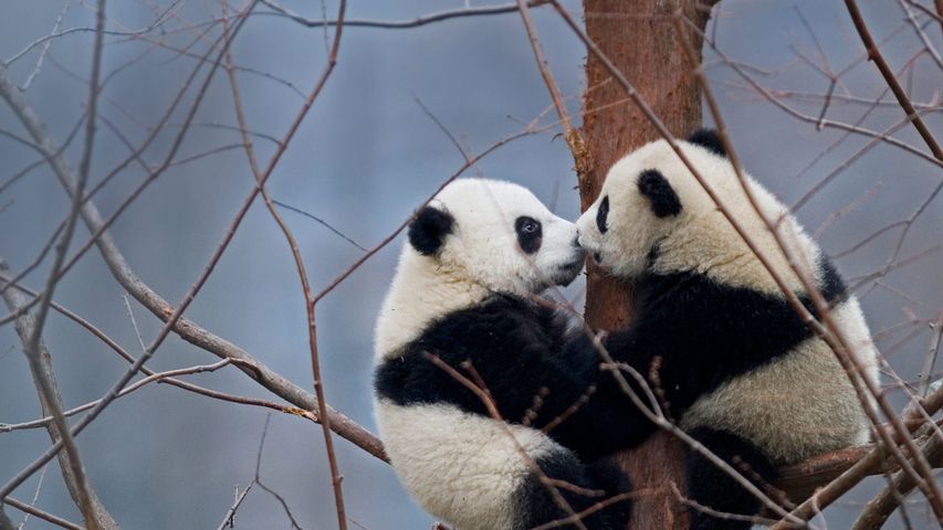 【今日国际接吻节】两只大熊猫宝宝，中国 