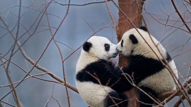 Panda géant, Chine