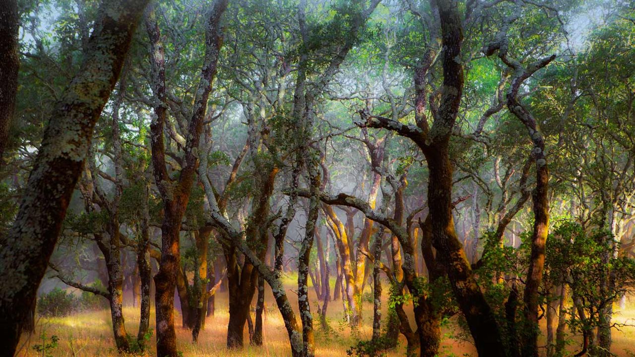 Foothill Regional Park near Windsor, California