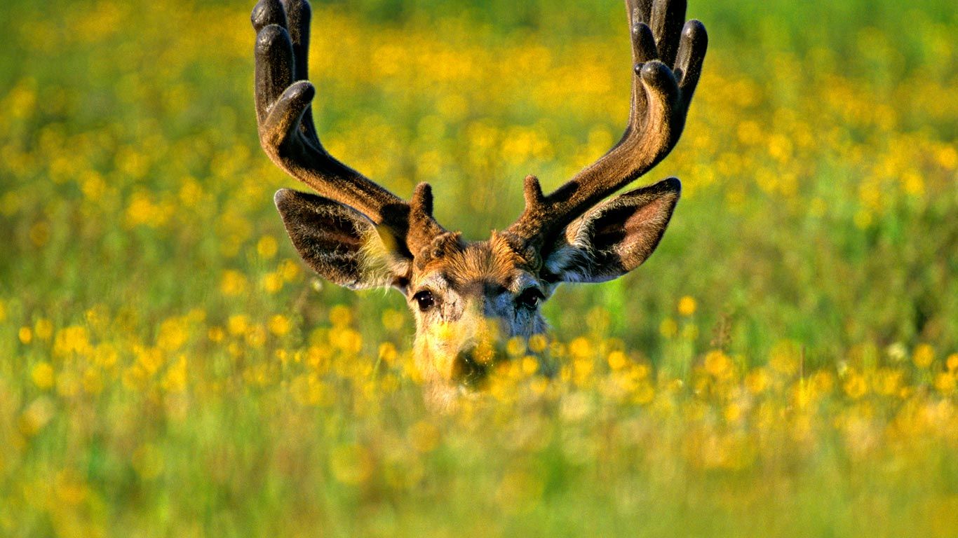 ミュールジカ カナダ アルバータ州 Bing Gallery