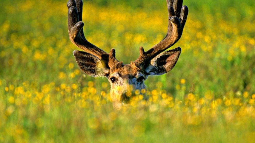 Mule deer buck in Jasper National Park, Alberta, Canada