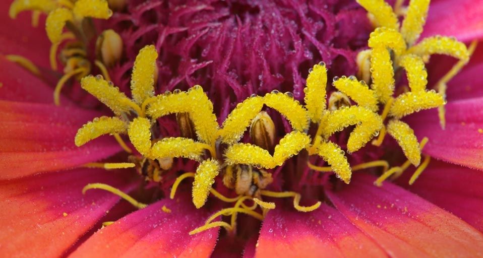Close-up of zinnia flower