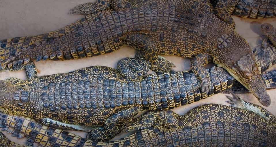 Crocodiles at Crocodylus wildlife park, Darwin, Northern Territory, Australia