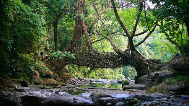 「生きている橋」インド, メガラヤ州