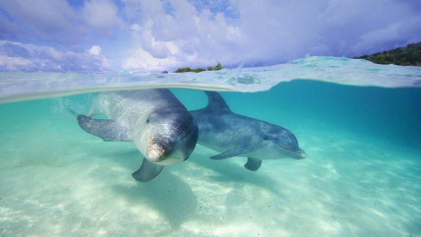 水面下的宽吻海豚