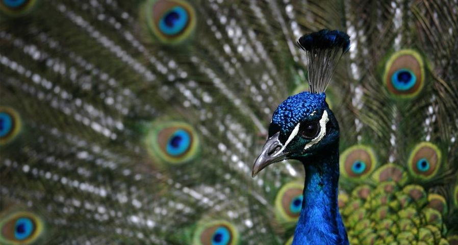 Nahaufnahme eines Blauen Pfaus, der seine Schwanzfedern spreizt, Tierpark Hellabrunn, München – Tobias Kellermann/dpa/Corbis ©