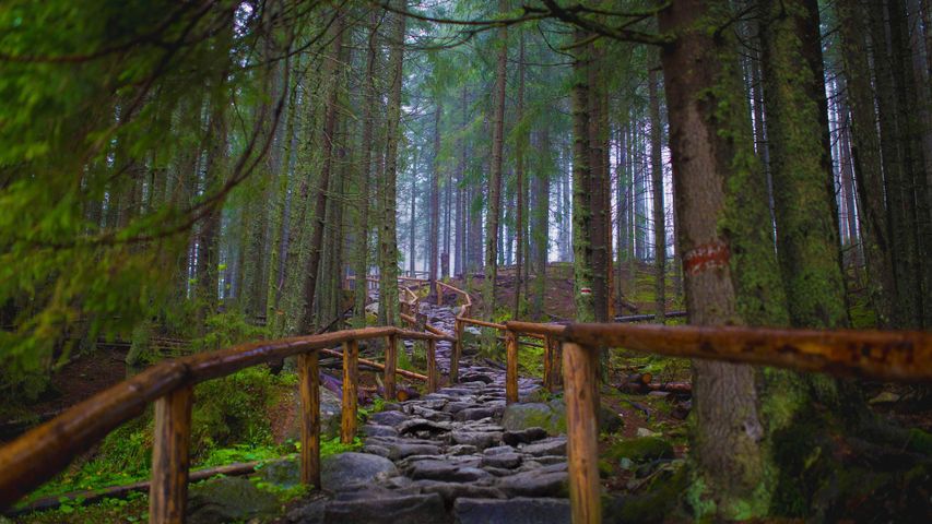 Sentier menant au Morskie Oko, parc national des Tatras, Pologne 