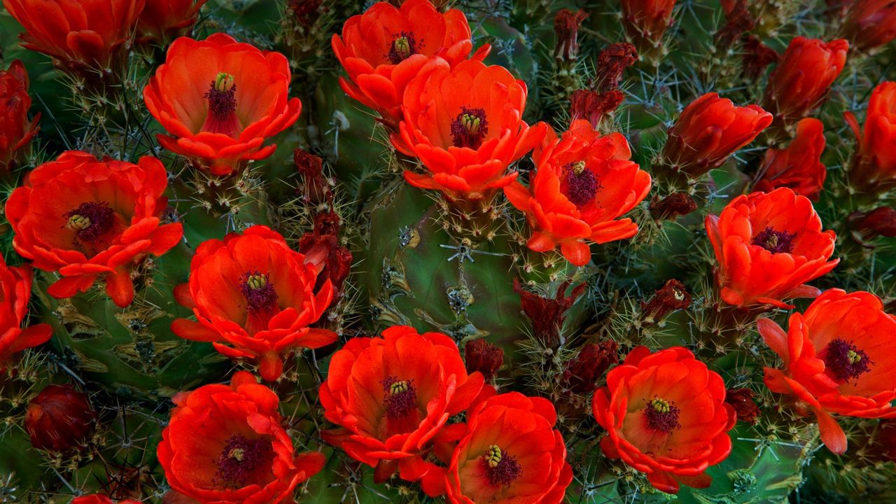 Cactus Echinocereus trilochidiatus, Parc National des Guadalupe Mountains, Texas, États-Unis 