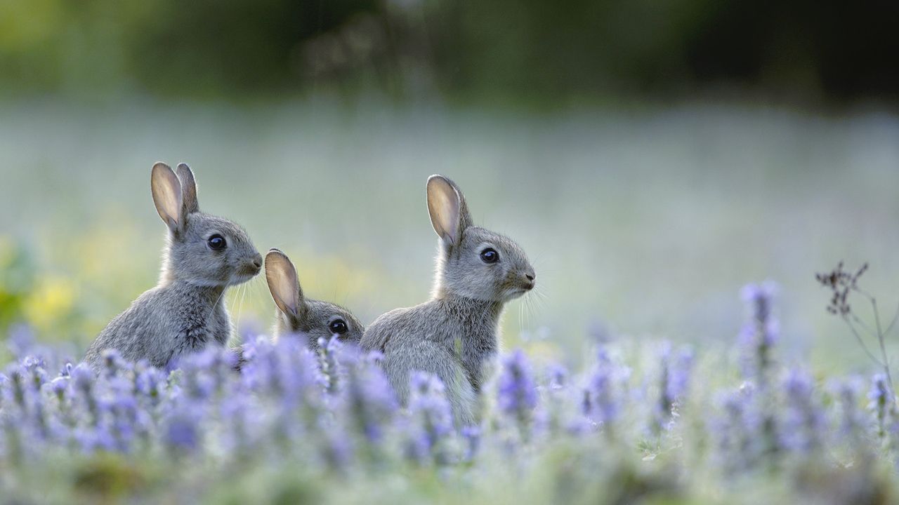 Lapins de garenne ou messagers de Pâques pour les enfants 
