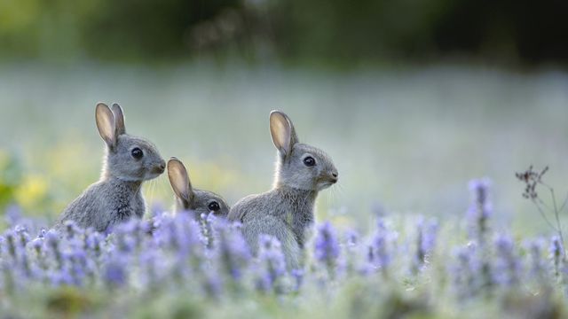 「アナウサギの子どもたち」フランス