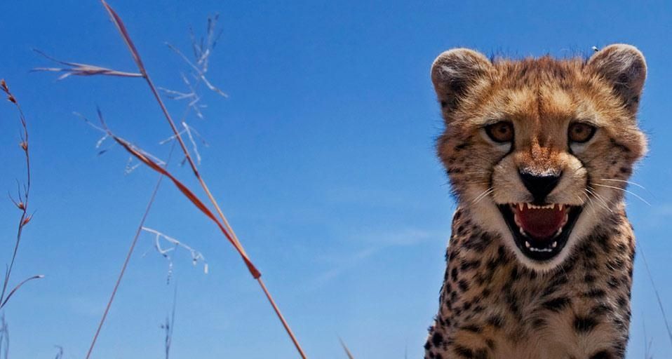 Adolescent Cheetah, Maasai Mara, Kenya