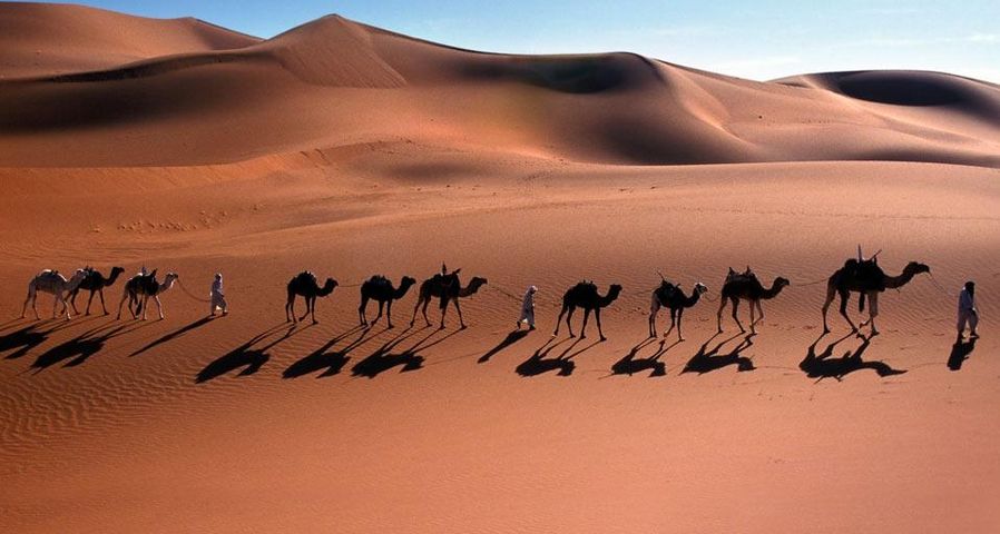 Camel caravan through the Sahara Desert near Djanet, Algeria