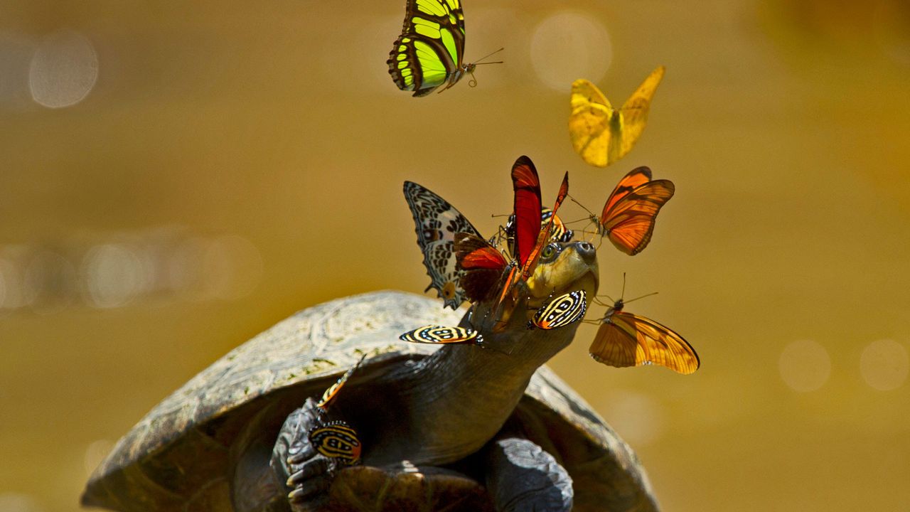 A yellow-spotted river turtle in Yasuni National Park, Ecuador 