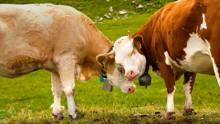 Cows in Thurgau, Switzerland