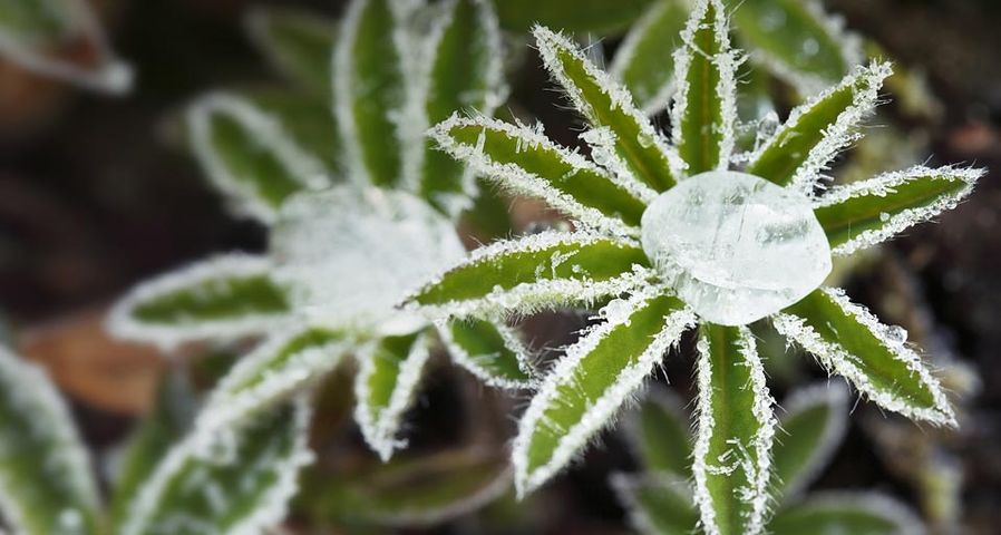 羽扇豆叶子上的白霜和冰冻露珠