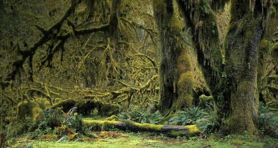 Trees overgrown with moss, Hoh Rain Forest in Olympic National Park, Washington