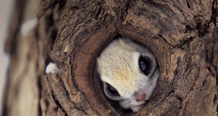 Squirrel hiding in a tree