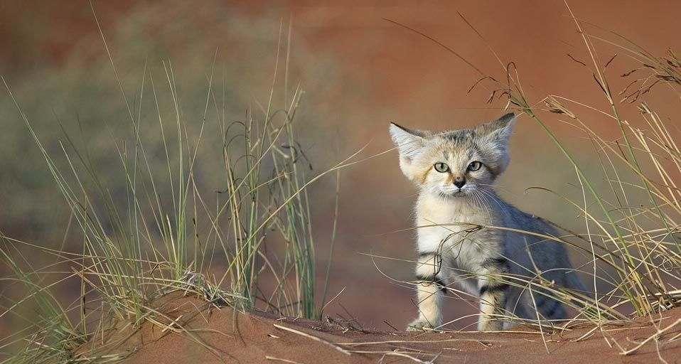 Eine junge Sandkatze erkundet die Gegend in den Vereinigten Arabischen Emiraten – Xavier Eichaker/Photolibrary ©