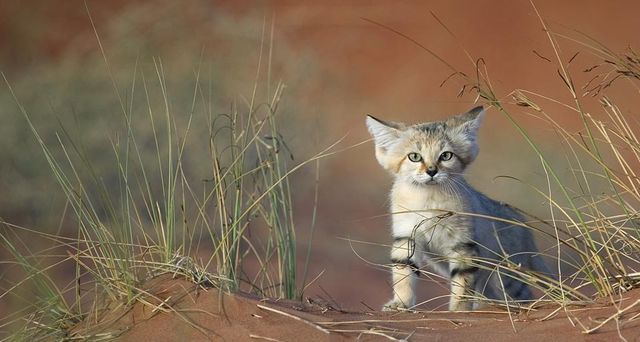 Eine junge Sandkatze erkundet die Gegend in den Vereinigten Arabischen Emiraten – Xavier Eichaker/Photolibrary ©