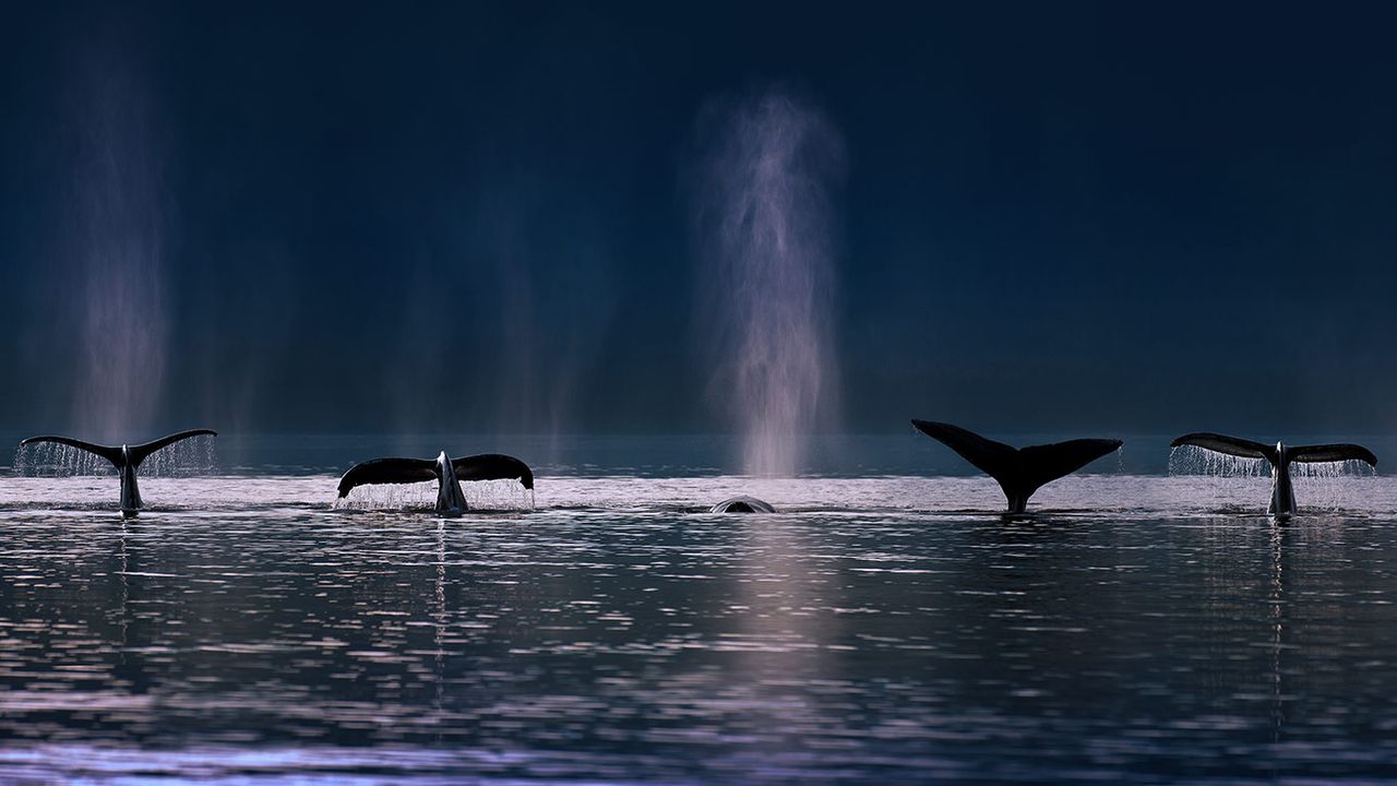 Humpback whales in Stephens Passage near Admiralty Island, Alaska, USA